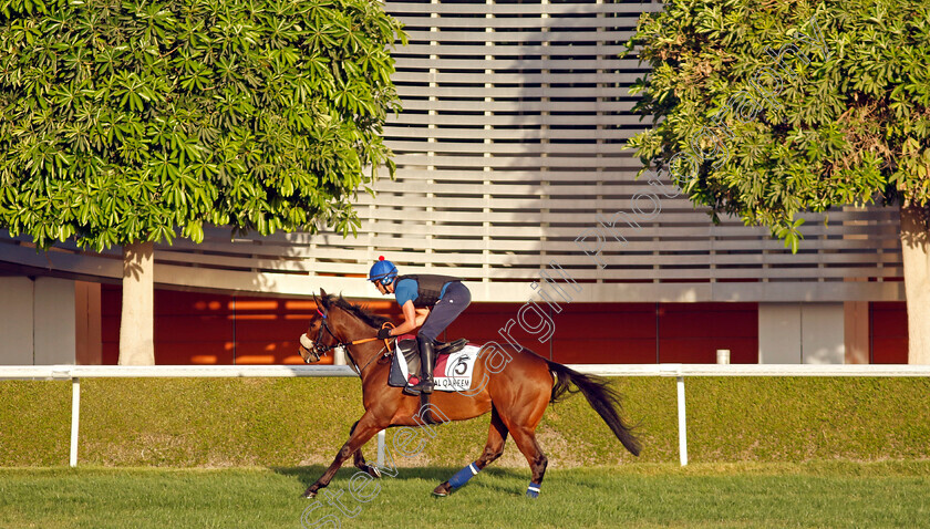 Al-Qareem-0001 
 AL QAREEM training for The Dubai Gold Cup
Meydan, Dubai, 22 Mar 2023 - Pic Steven Cargill / Racingfotos.com