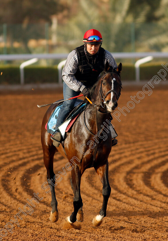 Sir-Roque-0001 
 SIR ROQUE training for The International Handicap
King Abdulaziz Racecourse, Saudi Arabia 20 Feb 2024 - Pic Steven Cargill / Racingfotos.com