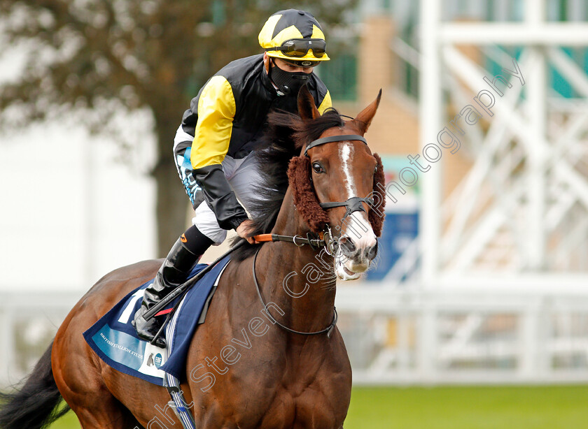 Wejdan-0001 
 WEJDAN (Stevie Donohoe)
Yarmouth 16 Sep 2020 - Pic Steven Cargill / Racingfotos.com