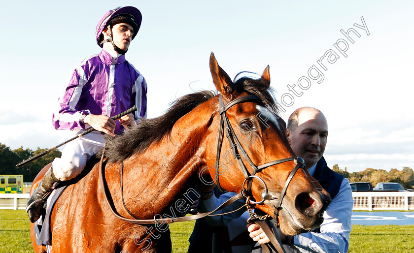 Magical-0009 
 MAGICAL (Donnacha O'Brien) after The Qipco Champion Stakes
Ascot 19 Oct 2019 - Pic Steven Cargill / Racingfotos.com