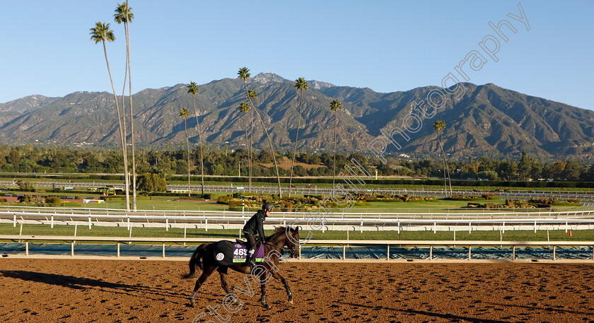 Songline-0001 
 SONGLINE training for the Breeders' Cup Mile
Santa Anita 2 Nov 2023 - Pic Steven Cargill / Racingfotos.com