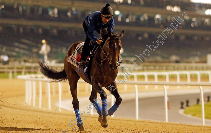 Country-Grammer-0005 
 COUNTRY GRAMMER training for the Dubai World Cup
Meydan, Dubai, 23 Mar 2023 - Pic Steven Cargill / Racingfotos.com