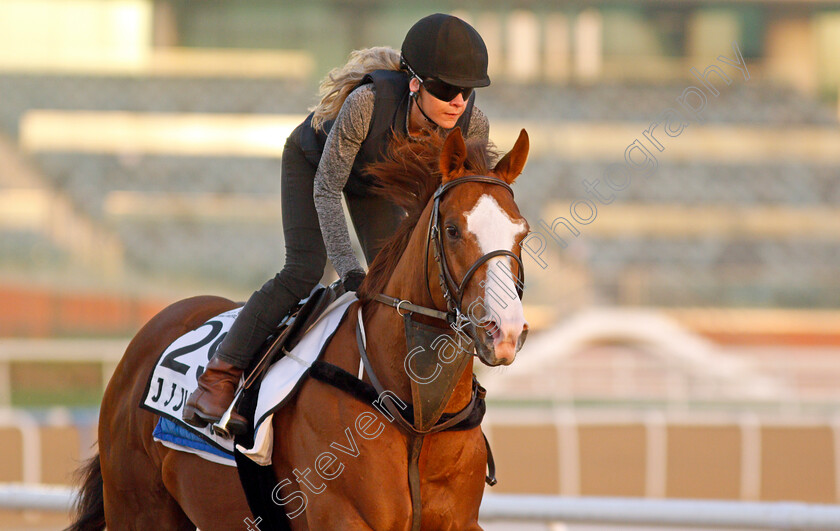 J-J-Jumbo-0007 
 J J JUMBO exercising for trainer Darren Bunyan 
Meydan, Dubai, 3 Feb 2022 - Pic Steven Cargill / Racingfotos.com