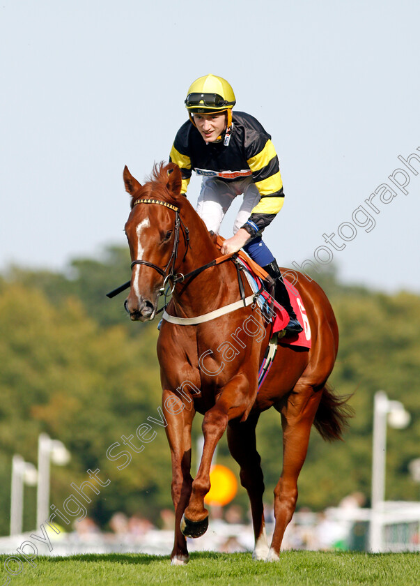 Craneur-0001 
 CRANEUR (David Egan)
Sandown 30 Aug 2019 - Pic Steven Cargill / Racingfotos.com