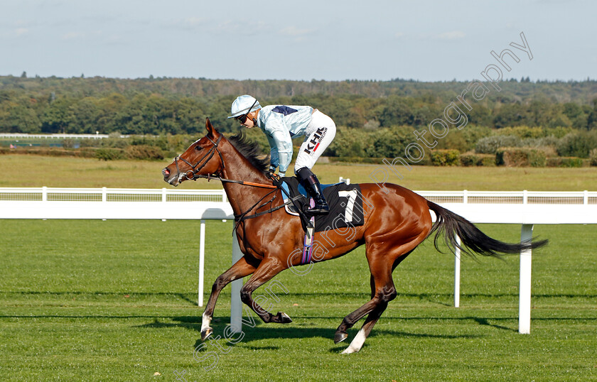 Scenic-0001 
 SCENIC (Saffie Osborne)
Ascot 6 Oct 2023 - Pic Steven Cargill / Racingfotos.com