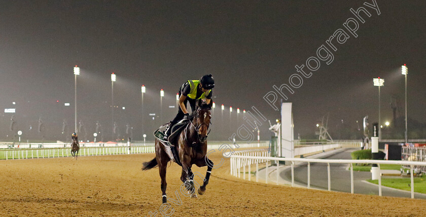 Liberty-Island-0003 
 LIBERTY ISLAND training for The Sheema Classic
Meydan Dubai 26 Mar 2024 - Pic Steven Cargill / Racingfotos.com