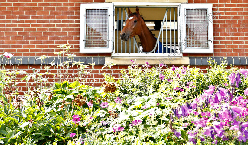 Cross-Counter-0002 
 CROSS COUNTER 
Moulton Paddocks, Newmarket 28 Jun 2019 - Pic Steven Cargill / Racingfotos.com