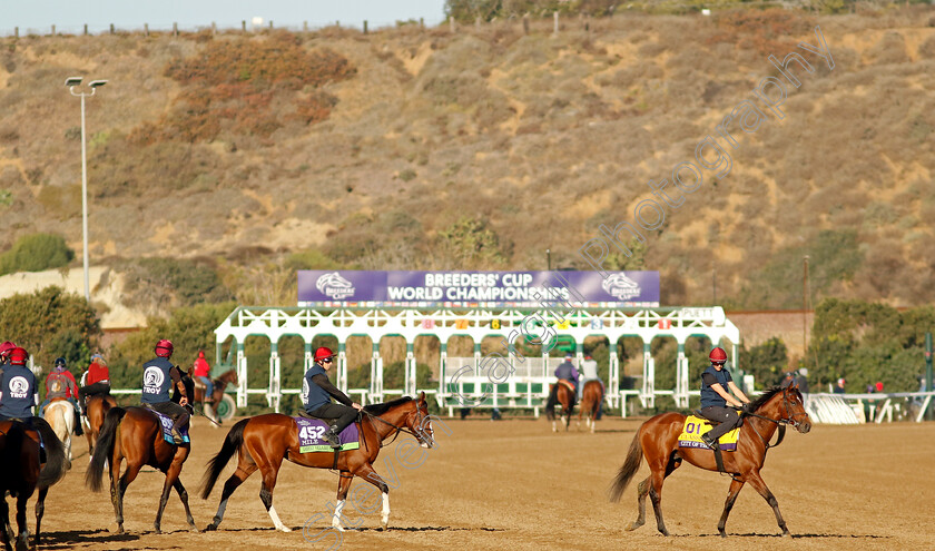 City-Of-Troy-0003 
 CITY OF TROY (Rachel Richardson) training for the Breeders' Cup Classic
Del Mar USA 31 Oct 2024 - Pic Steven Cargill / Racingfotos.com