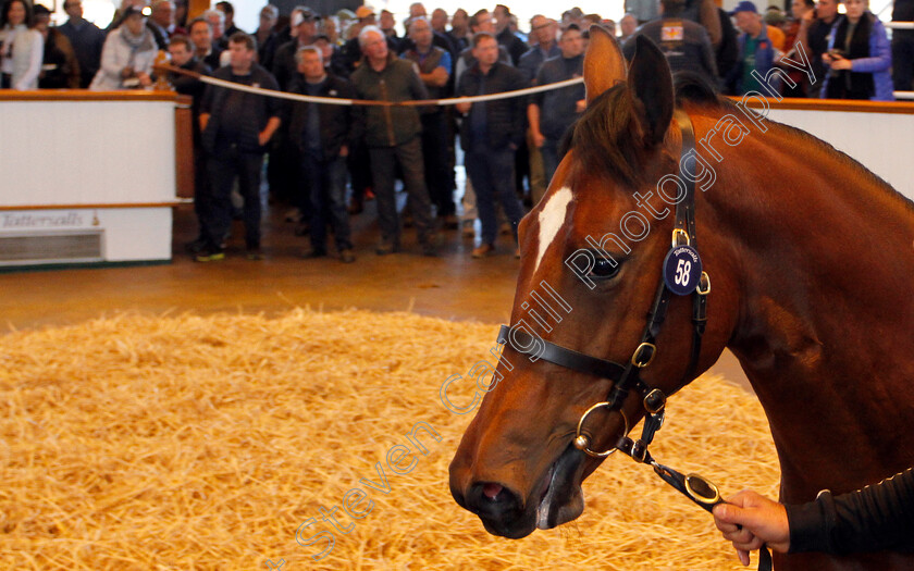 Lot-0058-Muhaarar-ex-Queenofthefairies-0002 
 Lot 058 a filly by Muhaarar ex Queenofthefairies selling at Tattersalls Yearling Sale Book1
Newmarket 9 Oct 2018 - Pic Steven Cargill / Racingfotos.com