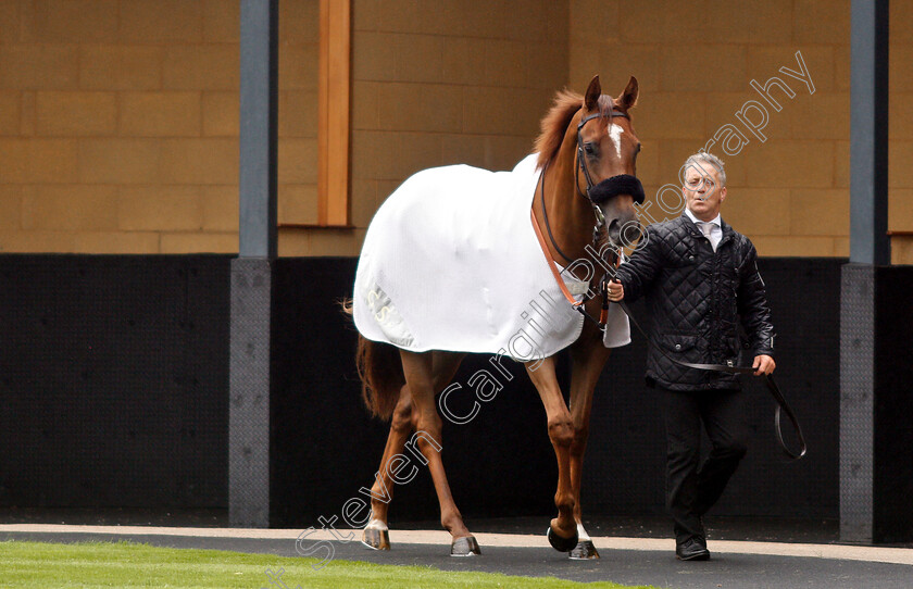 Narak-0002 
 NARAK 
Newbury 13 Jun 2019 - Pic Steven Cargill / Racingfotos.com