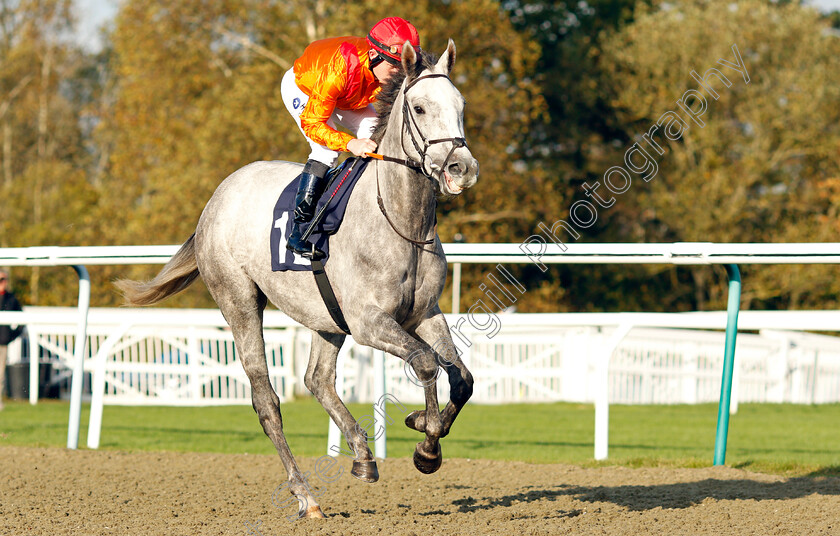 Outtatheblue-0001 
 OUTTATHEBLUE (Owen Lewis)
Lingfield 28 Oct 2021 - Pic Steven Cargill / Raingfotos.com