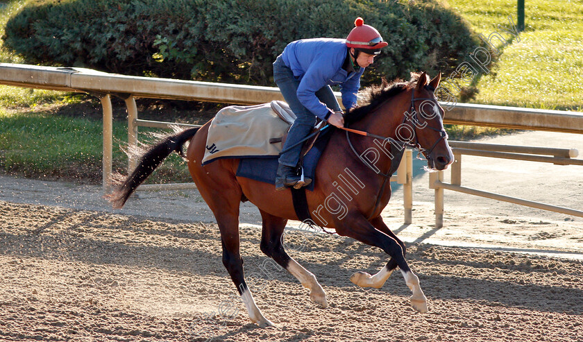 Toast-Of-New-York-0002 
 TOAST OF NEW YORK exercising ahead of the The Marathon 
Churchill Downs USA 29 Oct 2018 - Pic Steven Cargill / Racingfotos.com