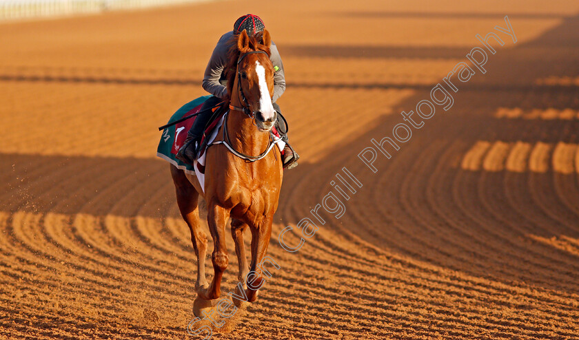 Sonnyboyliston-0003 
 SONNYBOYLISTON training for The Turf Handicap
King Abdulaziz Racetrack, Riyadh, Saudi Arabia 23 Feb 2022 - Pic Steven Cargill / Racingfotos.com