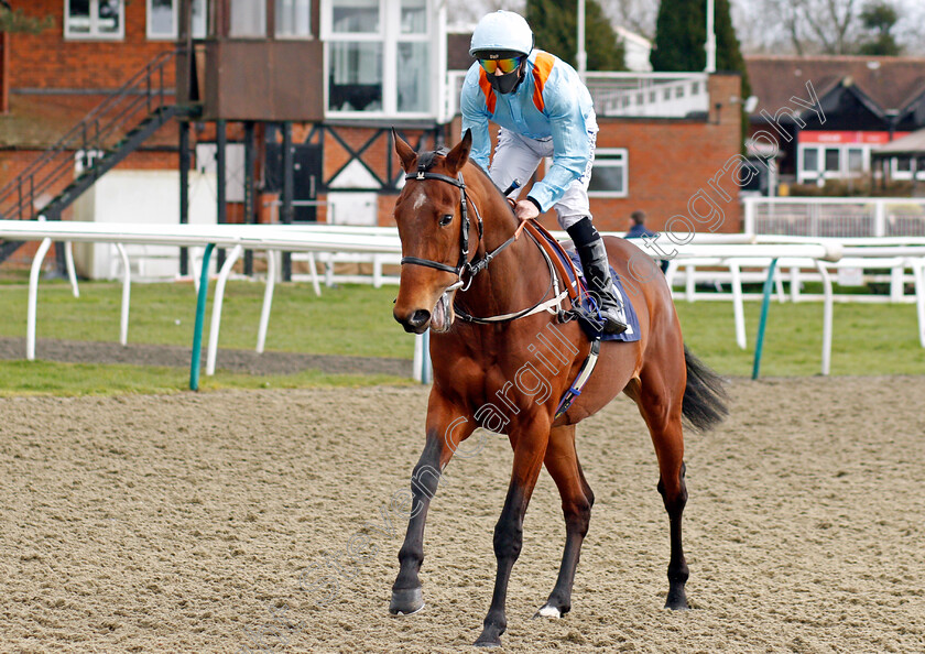 If-You-Dare-0001 
 IF YOU DARE (Ben Curtis)
Lingfield 6 Mar 2021 - Pic Steven Cargill / Racingfotos.com