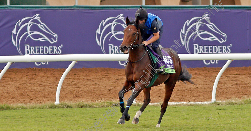 Ribchester-0003 
 RIBCHESTER training for The Breeders' Cup Mile at Del Mar USA, 1 Nov 2017 - Pic Steven Cargill / Racingfotos.com