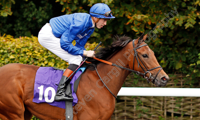 Murasaki-0002 
 MURASAKI (James Doyle) Kempton 25 Sep 2017 - Pic Steven Cargill / Racingfotos.com