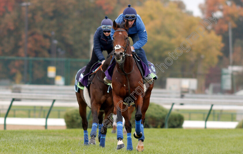 Expert-Eye-0001 
 EXPERT EYE exercising ahead of The Breeders' Cup Mile
Churchill Downs USA 30 Oct 2018 - Pic Steven Cargill / Racingfotos.com