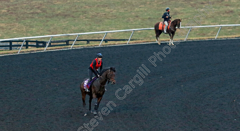 Go-Bears-Go-0001 
 GO BEARS GO training for the Breeders' Cup Turf Sprint
Keeneland USA 1 Nov 2022 - Pic Steven Cargill / Racingfotos.com