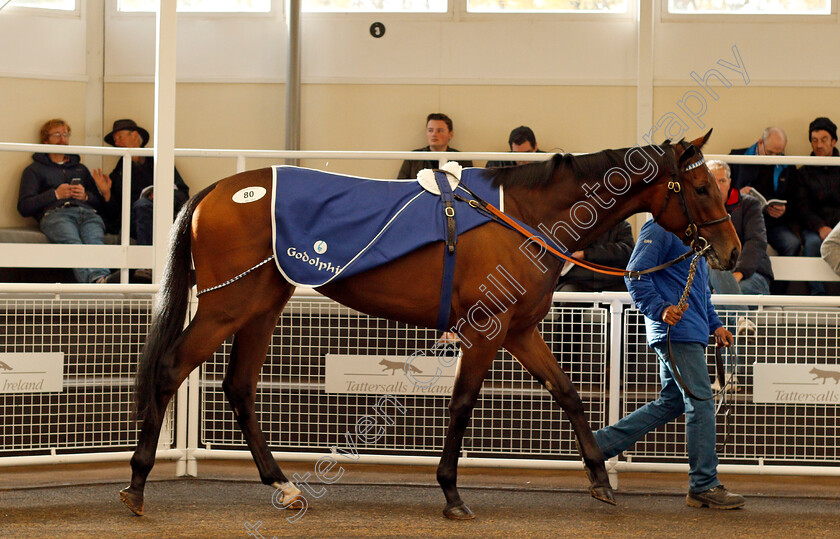 Lot-0080-Noble-Manners-£5500-0001 
 Lot 080 Noble Manners sellling for £5500 at Tattersalls Ireland Ascot November Sale 9 Nov 2017 - Pic Steven Cargill / Racingfotos.com