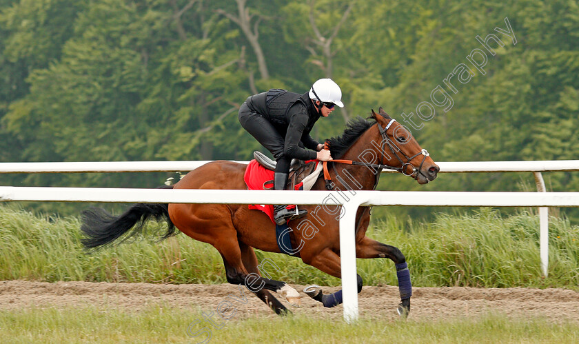 Battaash-0005 
 BATTAASH (Michael Murphy) exercising on the gallops of Charlie Hills, Lambourn 23 May 2018 - Pic Steven Cargill / Racingfotos.com