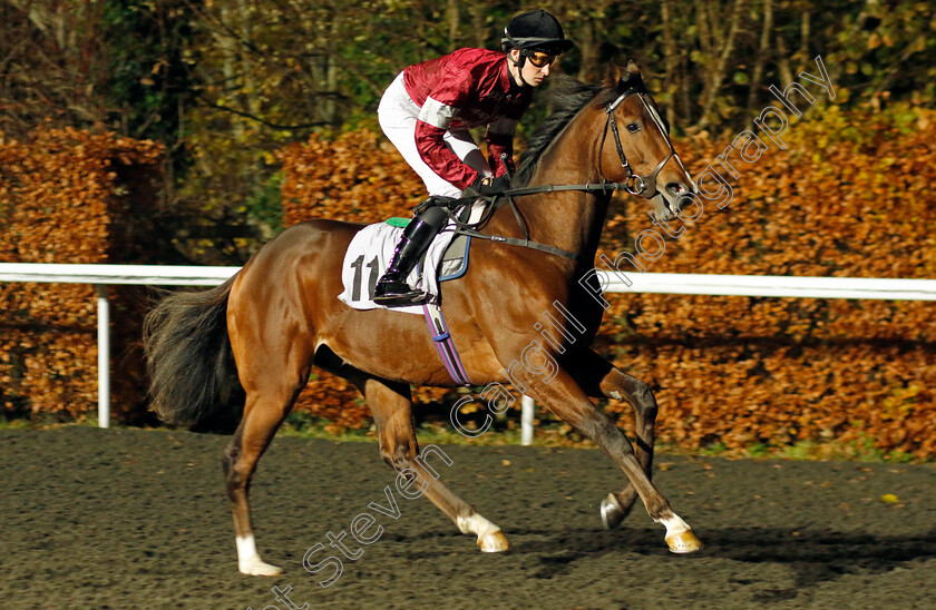 Wonder-Kid-0001 
 WONDER KID (Ross Coakley)
Kempton 6 Dec 2023 - Pic Steven Cargill / Racingfotos.com