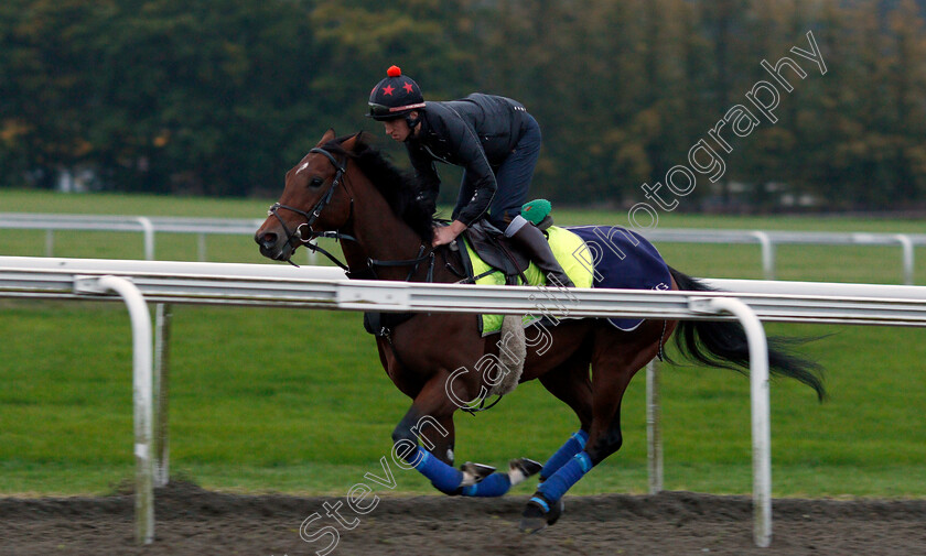 Cracksman-0006 
 CRACKSMAN cantering up Warren Hill in Newmarket 13 Oct 2017 - Pic Steven Cargill / Racingfotos.com