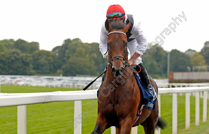 Loose-Cannon-0001 
 LOOSE CANNON (Tom Marquand)
York 23 Aug 2023 - Pic Steven Cargill / Racingfotos.com