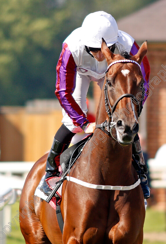 Laurens-0001 
 LAURENS (P J McDonald)
York 24 Aug 2019 - Pic Steven Cargill / Racingfotos.com