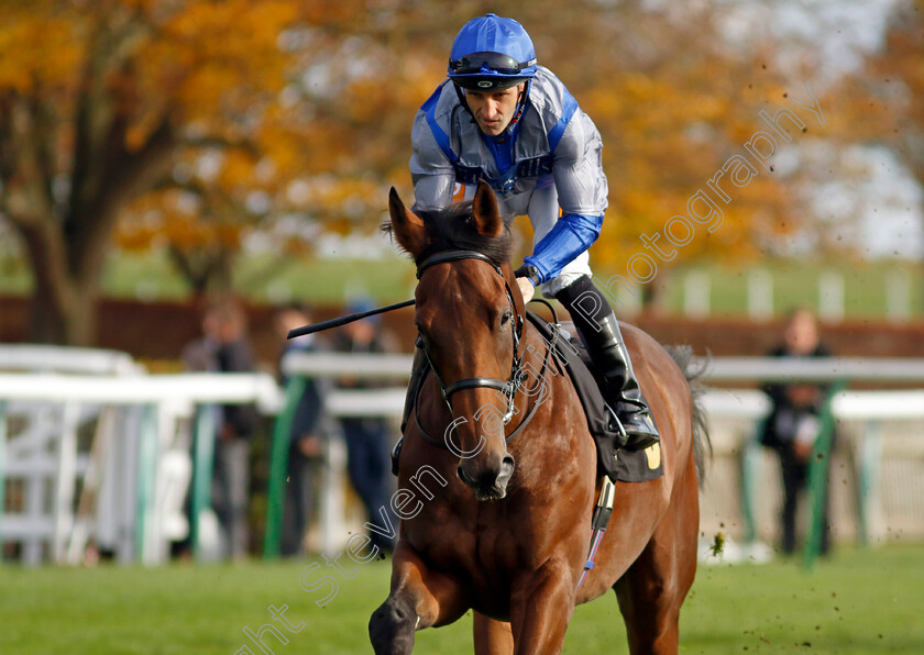 Greek-Giant-0001 
 GREEK GIANT (Neil Callan)
Newmarket 28 Oct 2022 - Pic Steven Cargill / Racingfotos.com