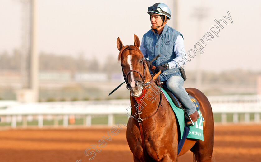 Mucho-Gusto-0001 
 MUCHO GUSTO preparing for The Saudi Cup
Riyadh Racetrack, Kingdom Of Saudi Arabia, 27 Feb 2020 - Pic Steven Cargill / Racingfotos.com