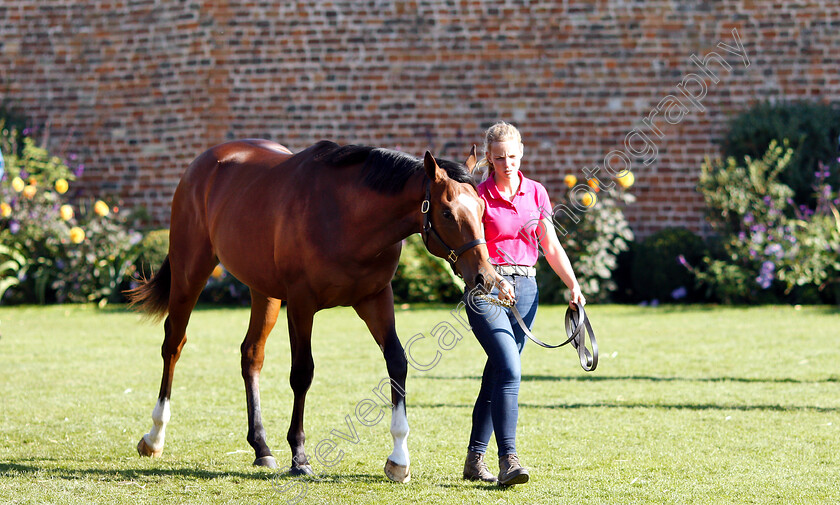 Tattersalls-0003 
 Scene at Tattersalls Yearling Sale Book1
Newmarket 10 Oct 2018 - Pic Steven Cargill / Racingfotos.com