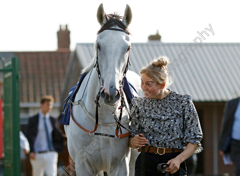 Estrange-0001 
 ESTRANGE
Yarmouth 18 Sep 2024 - Pic Steven Cargill / Racingfotos.com