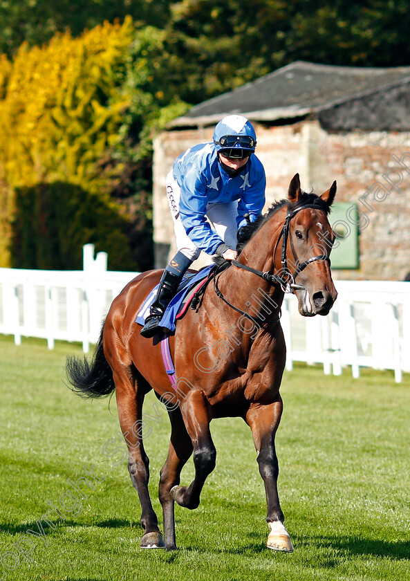 Tall-Order-0001 
 TALL ORDER (Kieran Shoemark)
Salisbury 1 Oct 2020 - Pic Steven Cargill / Racingfotos.com