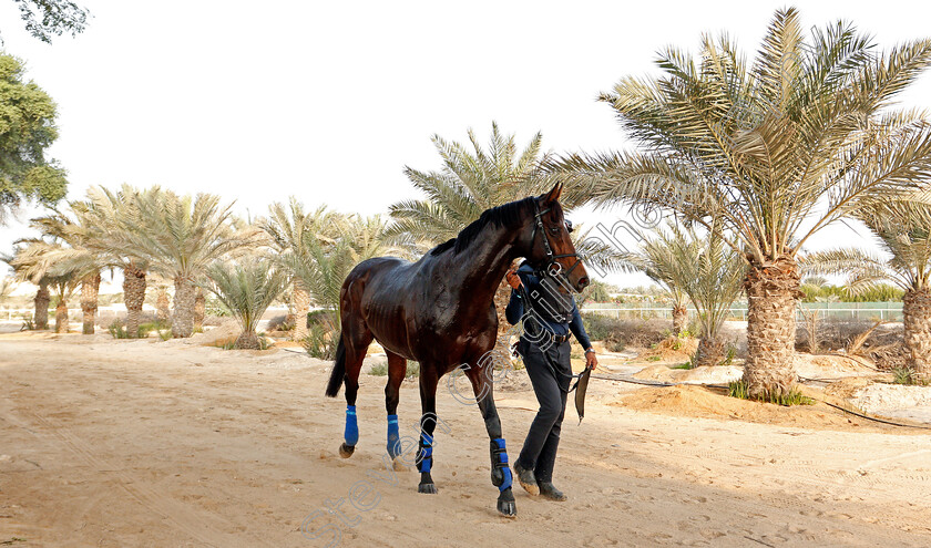 Global-Giant-0006 
 GLOBAL GIANT after training for the Bahrain International Trophy
Rashid Equestrian & Horseracing Club, Bahrain, 18 Nov 2020