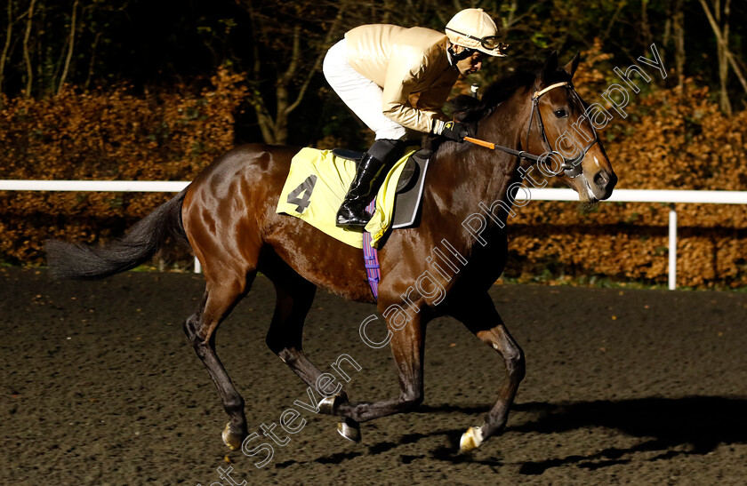 Gemmari-0001 
 GEMMARI (Sean Levey)
Kempton 4 Dec 2024 - Pic Steven Cargill / Racingfotos.com