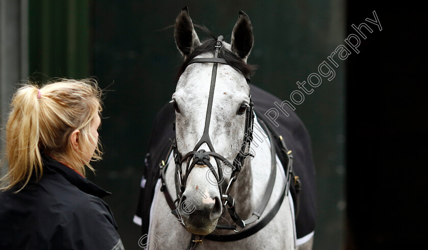 L eau-Du-Sud-0002 
 L'EAU DU SUD at Dan Skelton Cheltenham Festival preview morning
21 Feb 2025 - Pic Steven Cargill / Racingfotos.com