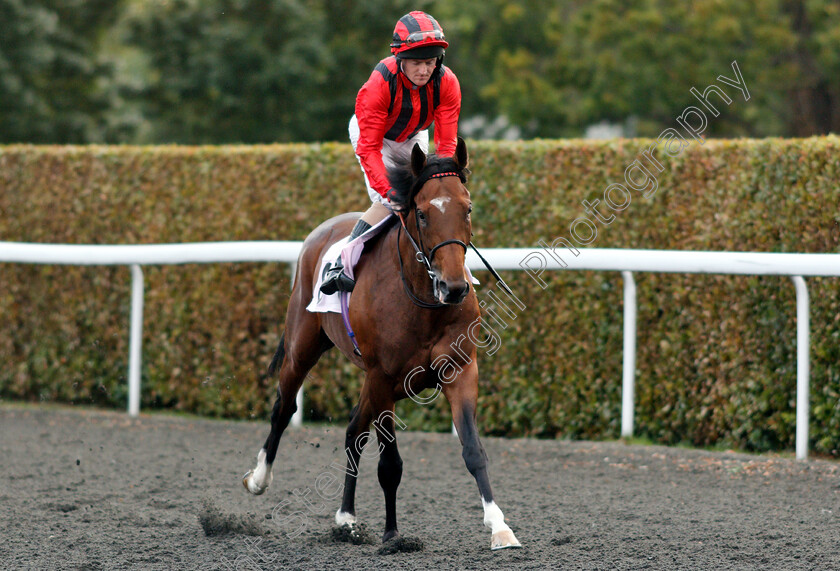 Quality-Seeker-0001 
 QUALITY SEEKER (Liam Keniry)
Kempton 29 Aug 2018 - Pic Steven Cargill / Racingfotos.com