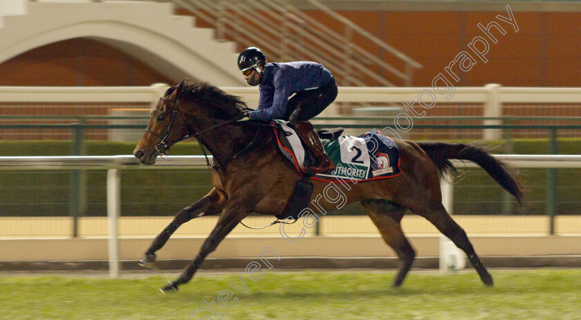 Authority-0001 
 AUTHORITY training for the Sheema Classic
Meydan, Dubai, 23 Mar 2022 - Pic Steven Cargill / Racingfotos.com