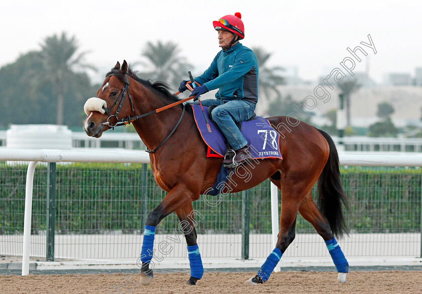 Keystroke-0001 
 KEYSTROKE, trained by Jeremy Noseda, exercising in preparation for The Dubai World Cup Carnival, Meydan 18 Jan 2018 - Pic Steven Cargill / Racingfotos.com