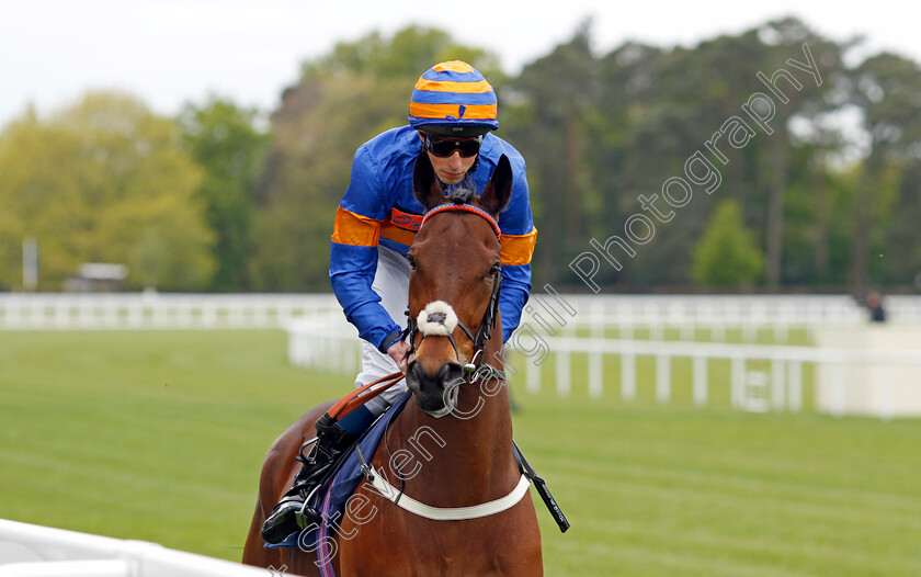 Enemy-0001 
 ENEMY (William Buick)
Ascot 27 Apr 2022 - Pic Steven Cargill / Racingfotos.com