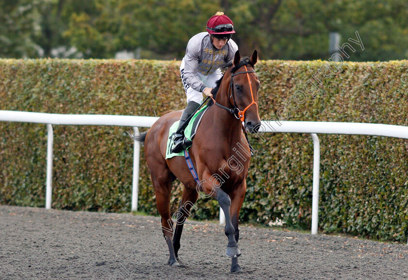 Sharg-0001 
 SHARG (Tom Marquand)
Kempton 29 Aug 2018 - Pic Steven Cargill / Racingfotos.com