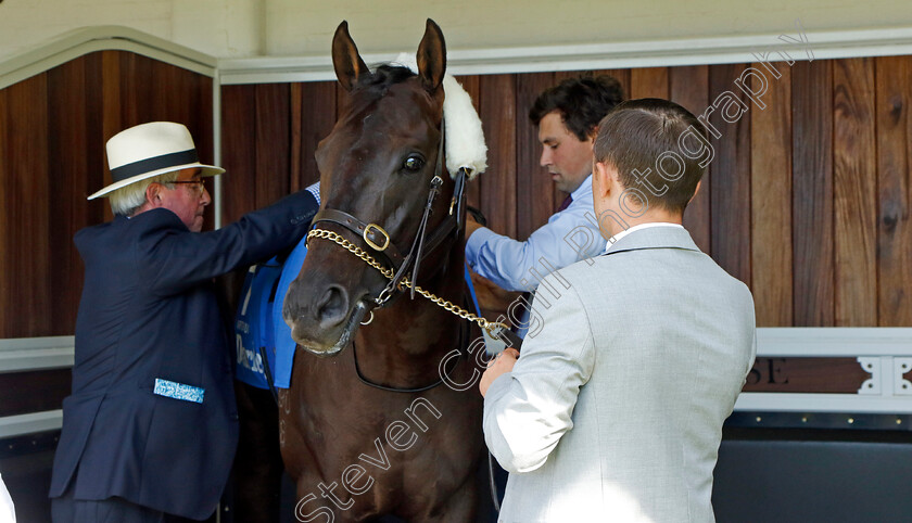 Artorius-0003 
 ARTORIUS with Sam Freedman before The Darley July Cup
Newmarket 9 Jul 2022 - Pic Steven Cargill / Racingfotos.com