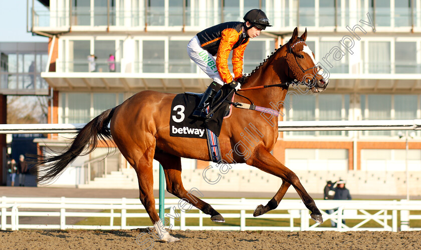 Big-Country-0002 
 BIG COUNTRY (Luke Morris)
Lingfield 2 Feb 2019 - Pic Steven Cargill / Racingfotos.com