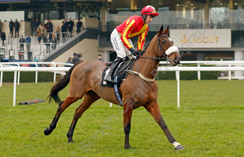 Annsam-0001 
 ANNSAM (Adam Wedge)
Ascot 18 Jan 2025 - Pic Steven Cargill / Racingfotos.com