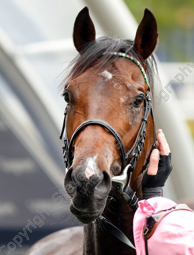 Calyx-0014 
 CALYX after The Merriebelle Stable Commonwealth Cup Trial Stakes
Ascot 1 May 2019 - Pic Steven Cargill / Racingfotos.com