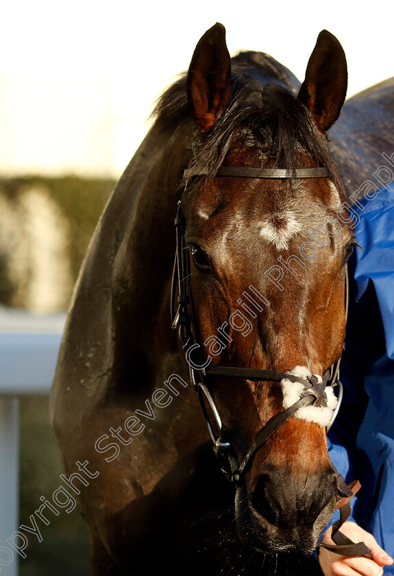 Blueking-d Oroux-0007 
 BLUEKING D'OROUX winner of The Coral Hurdle
Ascot 25 Nov 2023 - Pic Steven Cargill / Racingfotos.com