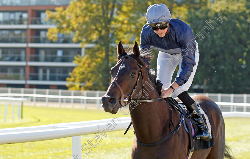 Acquitted-0001 
 ACQUITTED (James Doyle)
Newbury 20 Sep 2019 - Pic Steven Cargill / Racingfotos.com