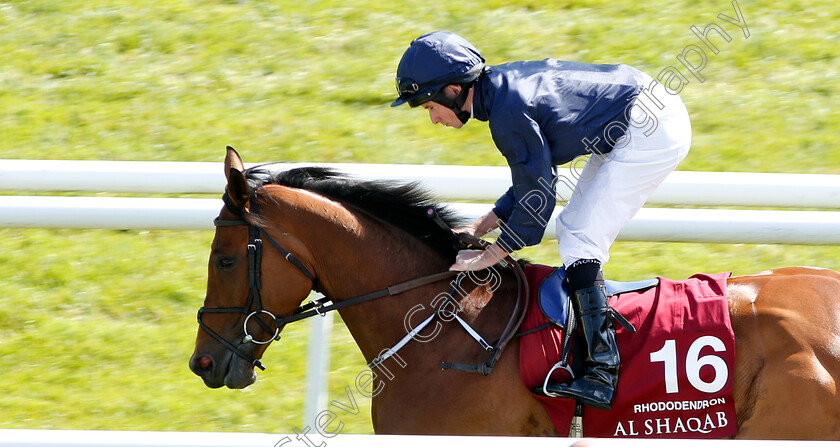 Rhododendron-0001 
 RHODODENDRON (Ryan Moore) before The Al Shaqab Lockinge Stakes Newbury 19 May 2018 
Pic Steven Cargill / Racingfotos.com