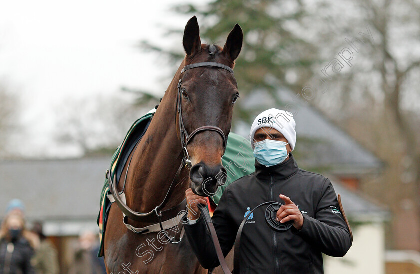 Energumene-0003 
 ENERGUMENE 
Ascot 22 Jan 2022 - Pic Steven Cargill / Racingfotos.com