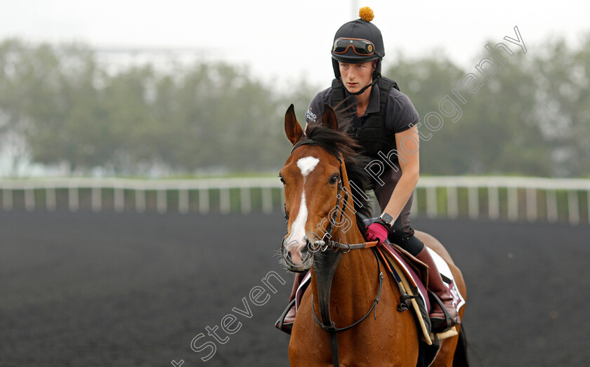 Coltrane-0001 
 COLTRANE training for the Dubai Gold Cup
Meydan Dubai 26 Mar 2024 - Pic Steven Cargill / Racingfotos.com